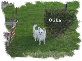 Otlia